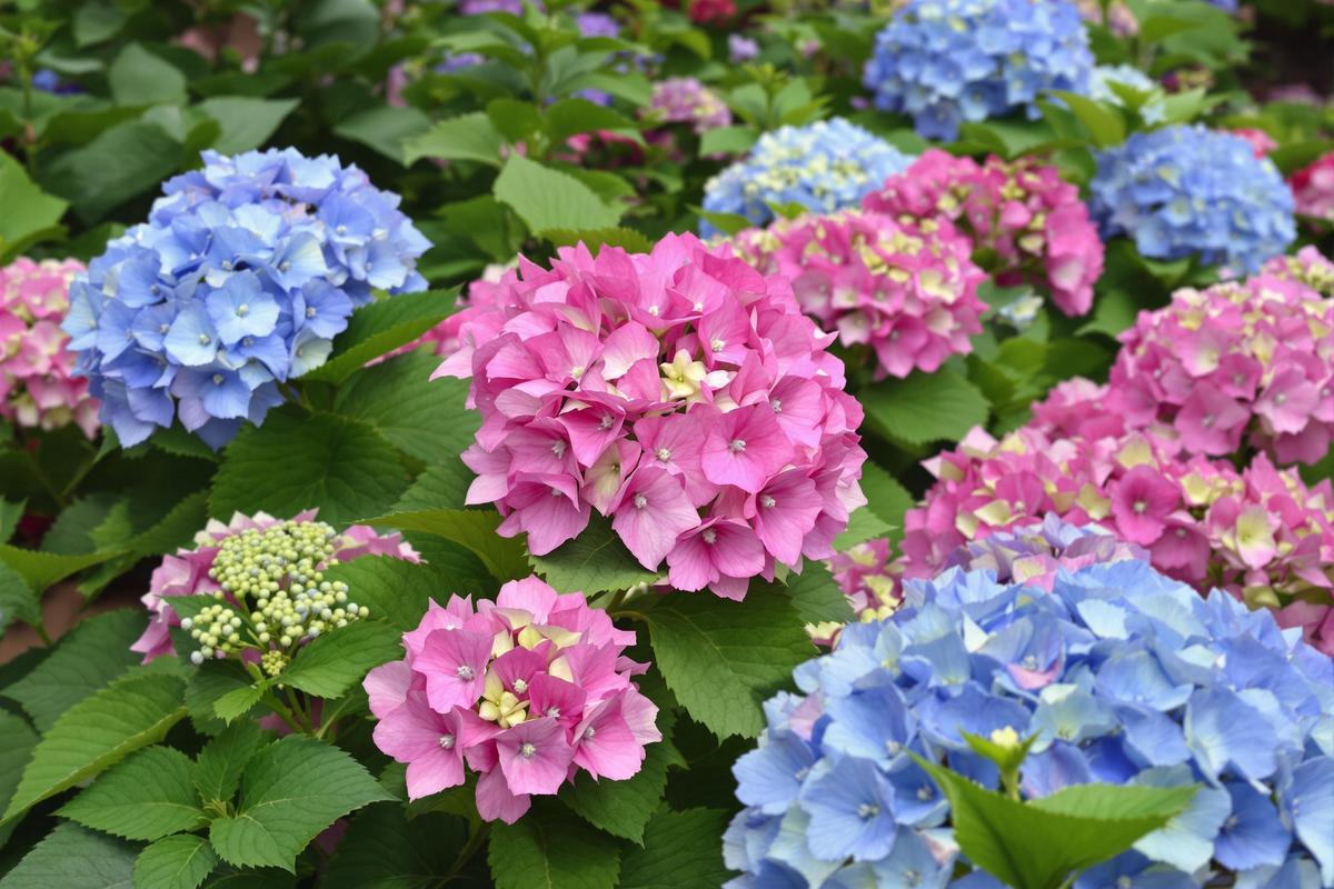 Que mettre au pied des hortensias : Les meilleurs amendements pour vos hortensias