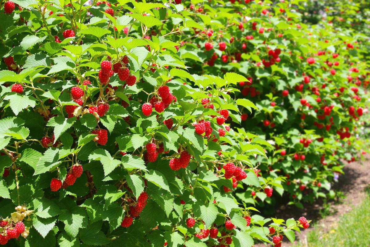 Réponses à vos questions: des framboisiers qui ne produisent pas