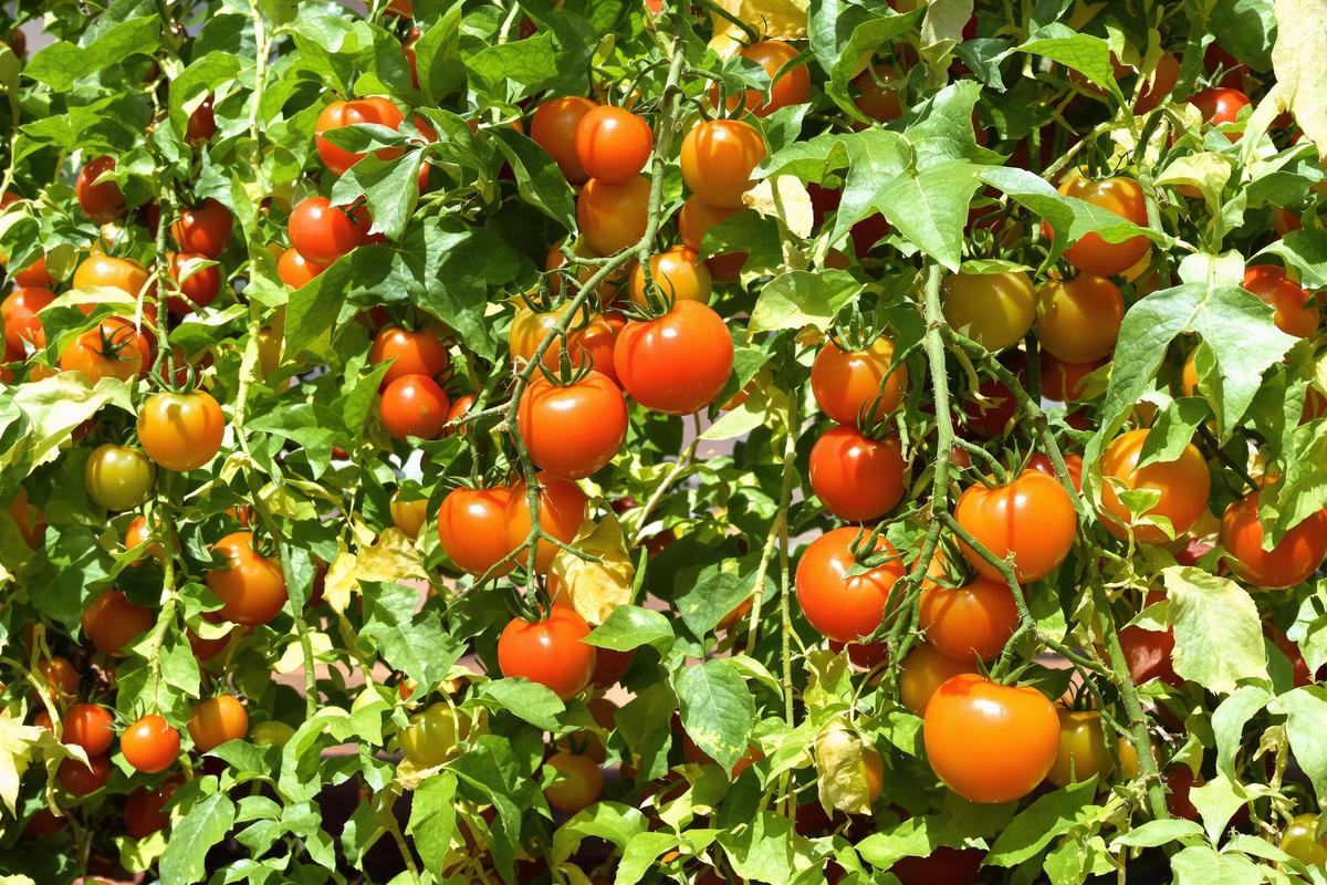 Saison des tomates : Les variétés de tomates à privilégier selon la saison