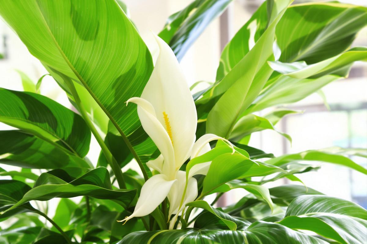 Spathiphyllum entretien : Guide d’entretien du spathiphyllum pour une floraison abondante