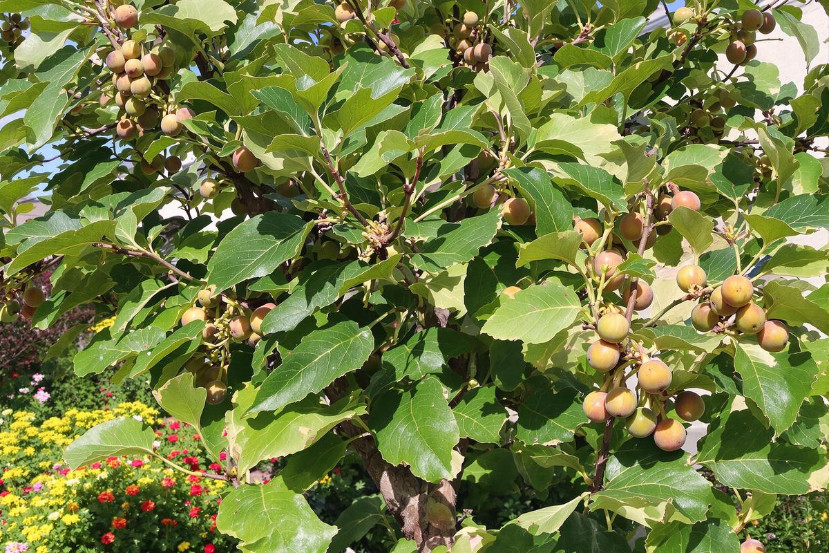 Taille figuier : Tout savoir pour tailler un figuier au bon moment