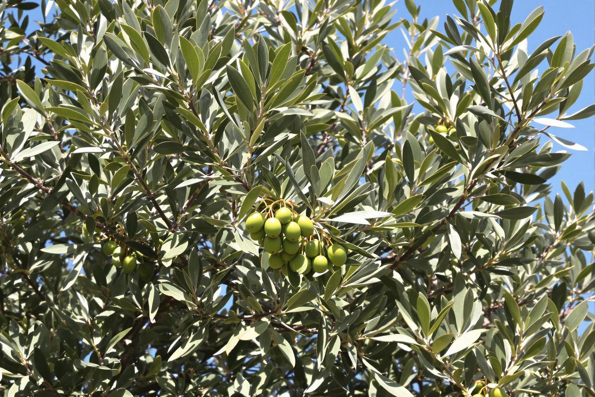 Taille olivier : Guide complet pour réussir la taille de votre olivier