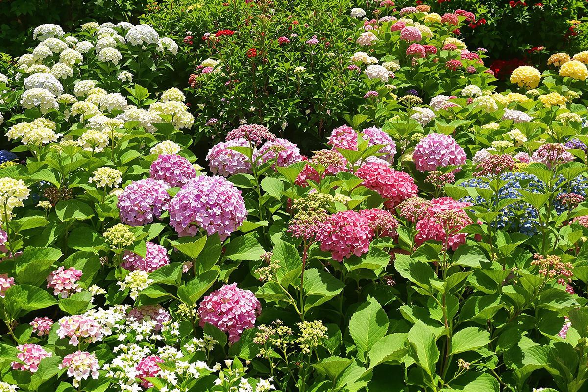 Tailler les hortensias à ras : Faut-il vraiment tailler ses hortensias à ras ?
