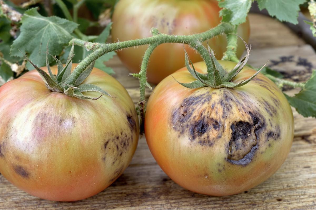 Tomate cul noir : Causes et solutions pour les tomates à cul noir