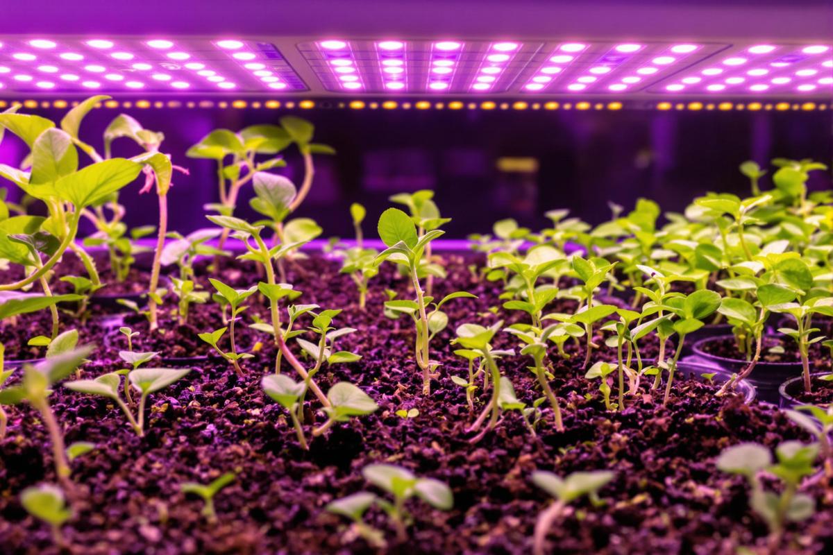 Trucs pour obtenir des semis de première qualité