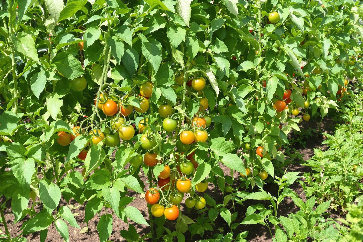 Un rappel: il n’est pas nécessaire de supprimer les «gourmands» de tomate