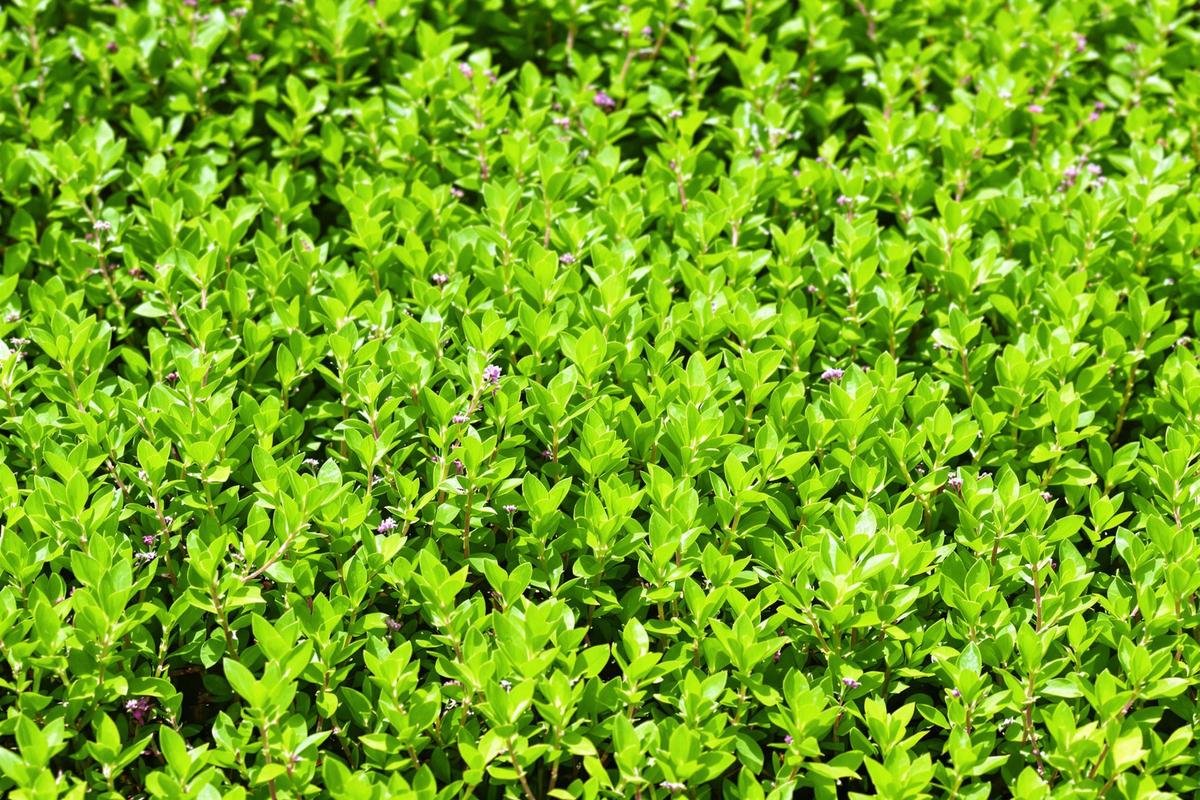 Une pelouse de thym : oui ou non?