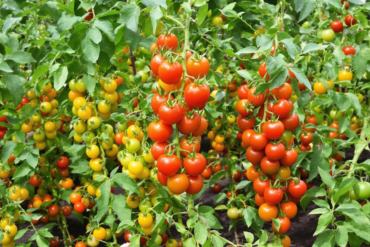 Variété de tomate : Les meilleures variétés de tomates pour votre potager