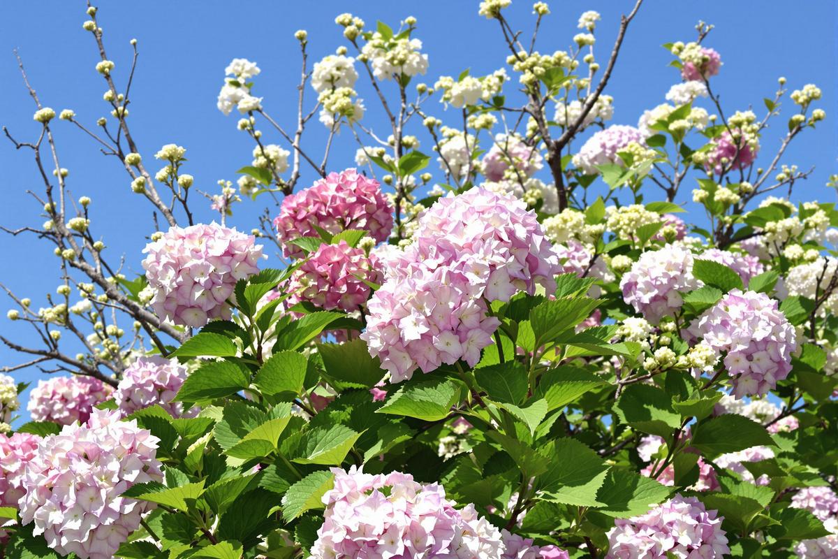 Ce simple geste de février qui renforce vos hortensias pour une floraison éclatante au printemps