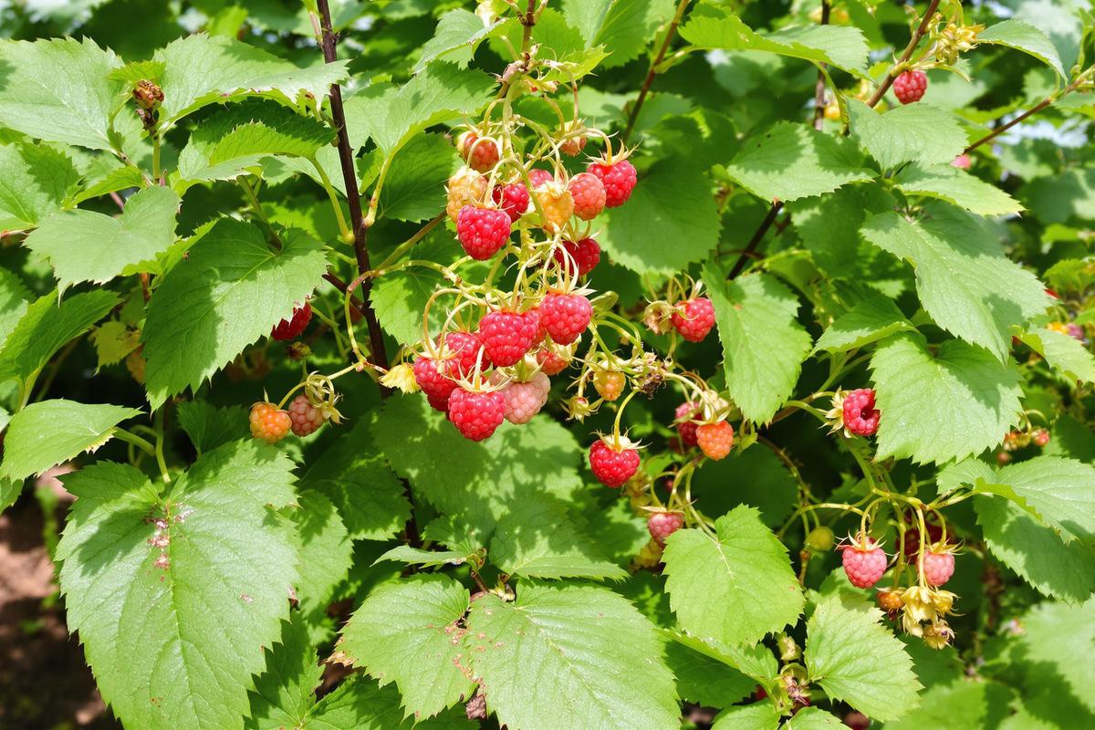 Comment réussir la taille du framboisier et booster votre prochaine récolte