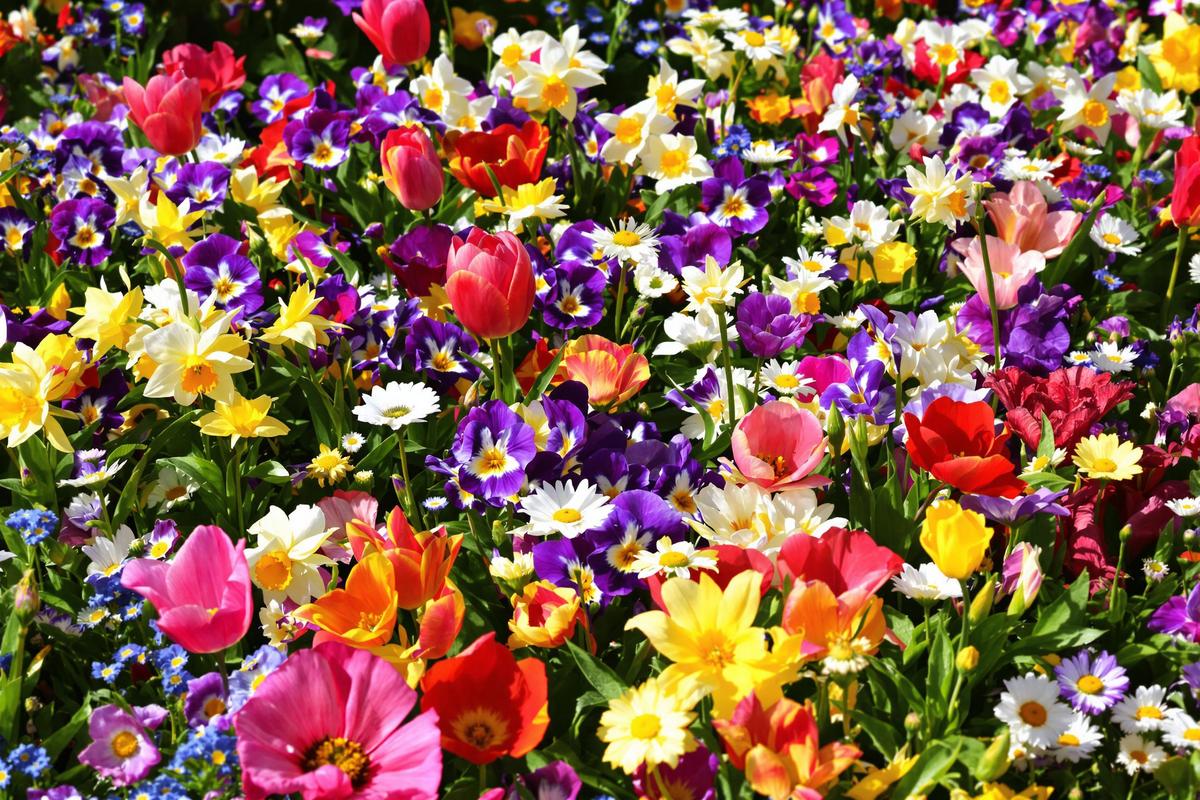 Dernière chance pour un printemps fleuri : ces 8 fleurs doivent être plantées fin février - mouvement-metropole.fr