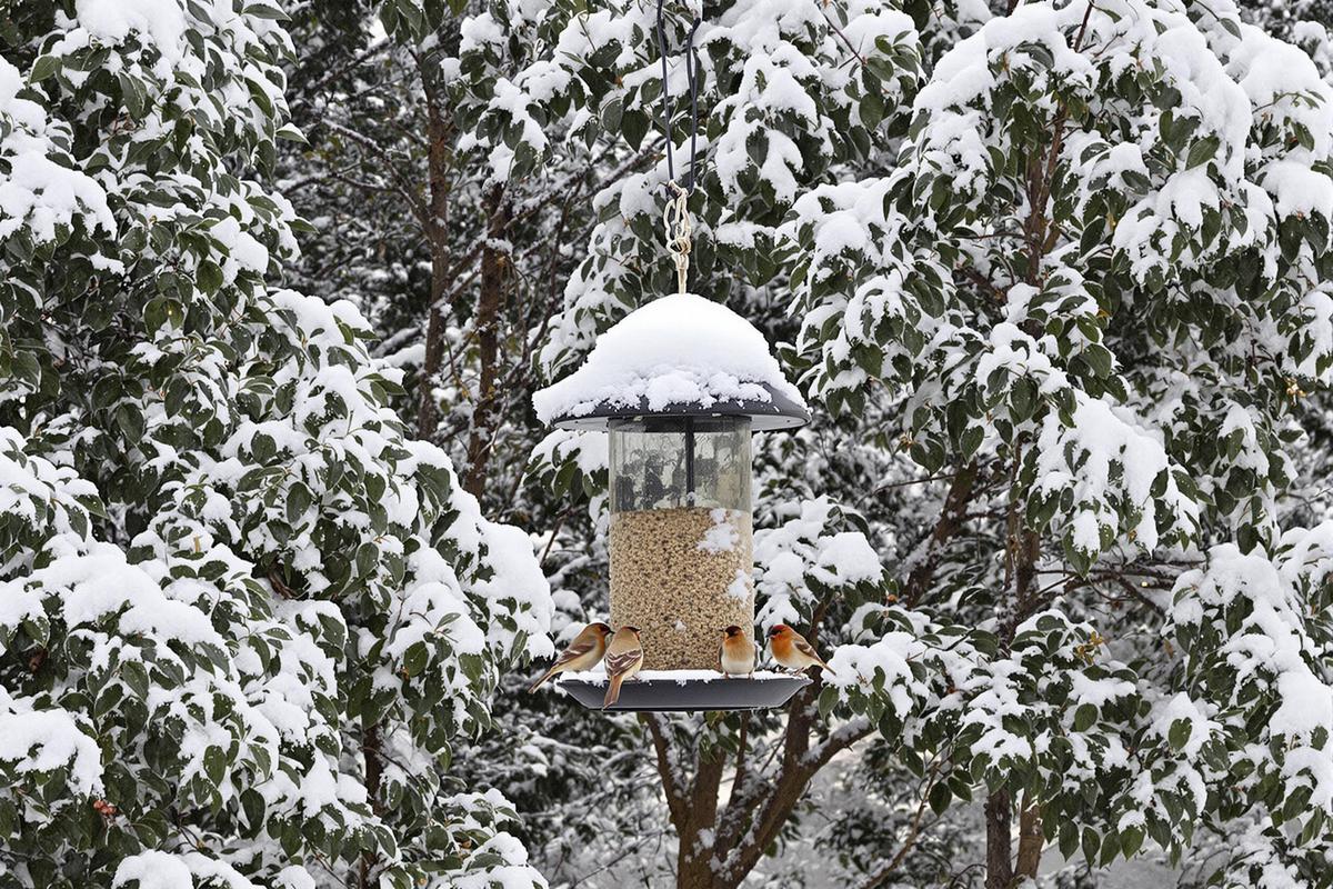 Où installer votre mangeoire pour attirer les oiseaux pendant l'hiver ?
