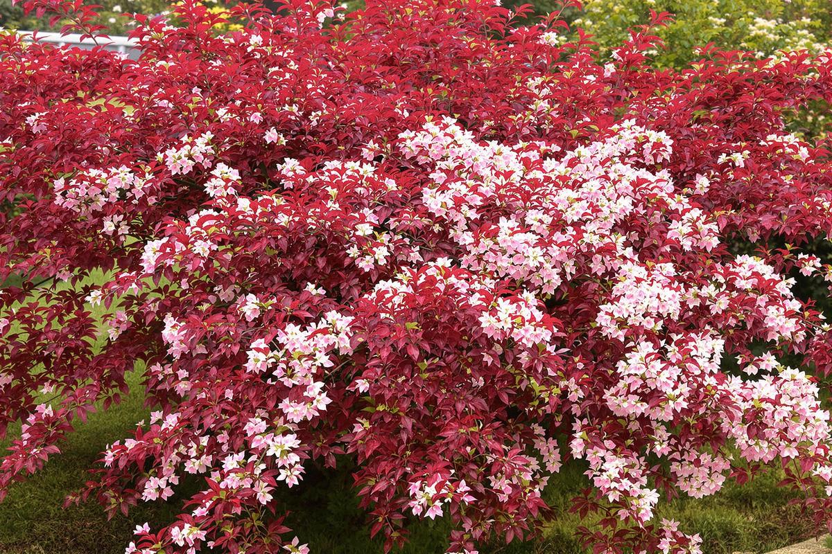 Tailler les saules crevettes pour une belle floraison