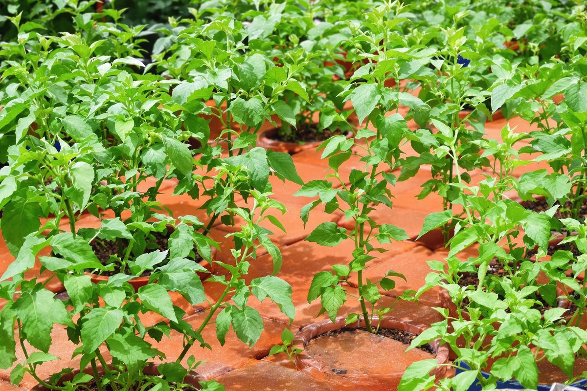 Voici une technique ancestrale pour des plants de tomates plus robustes et productifs