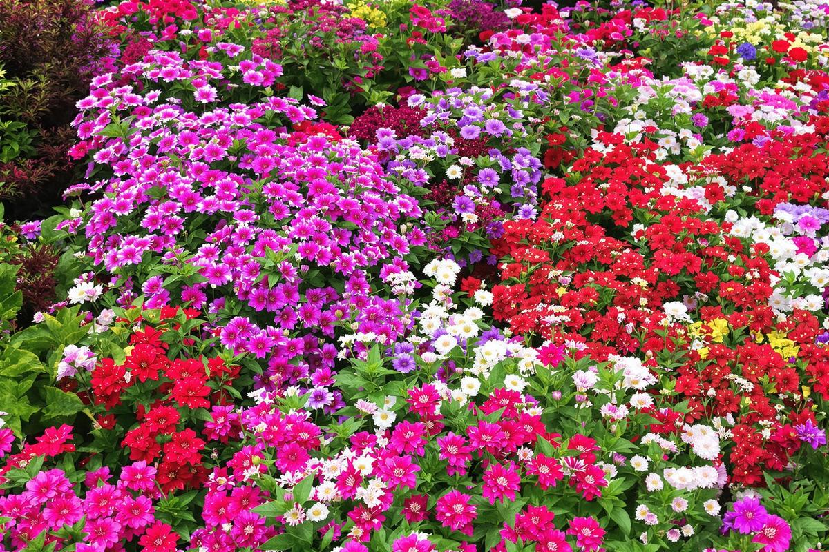 Ces vivaces tapissantes transforment votre jardin en un écrin verdoyant, et la première est une vraie barrière anti-mauvaises herbes