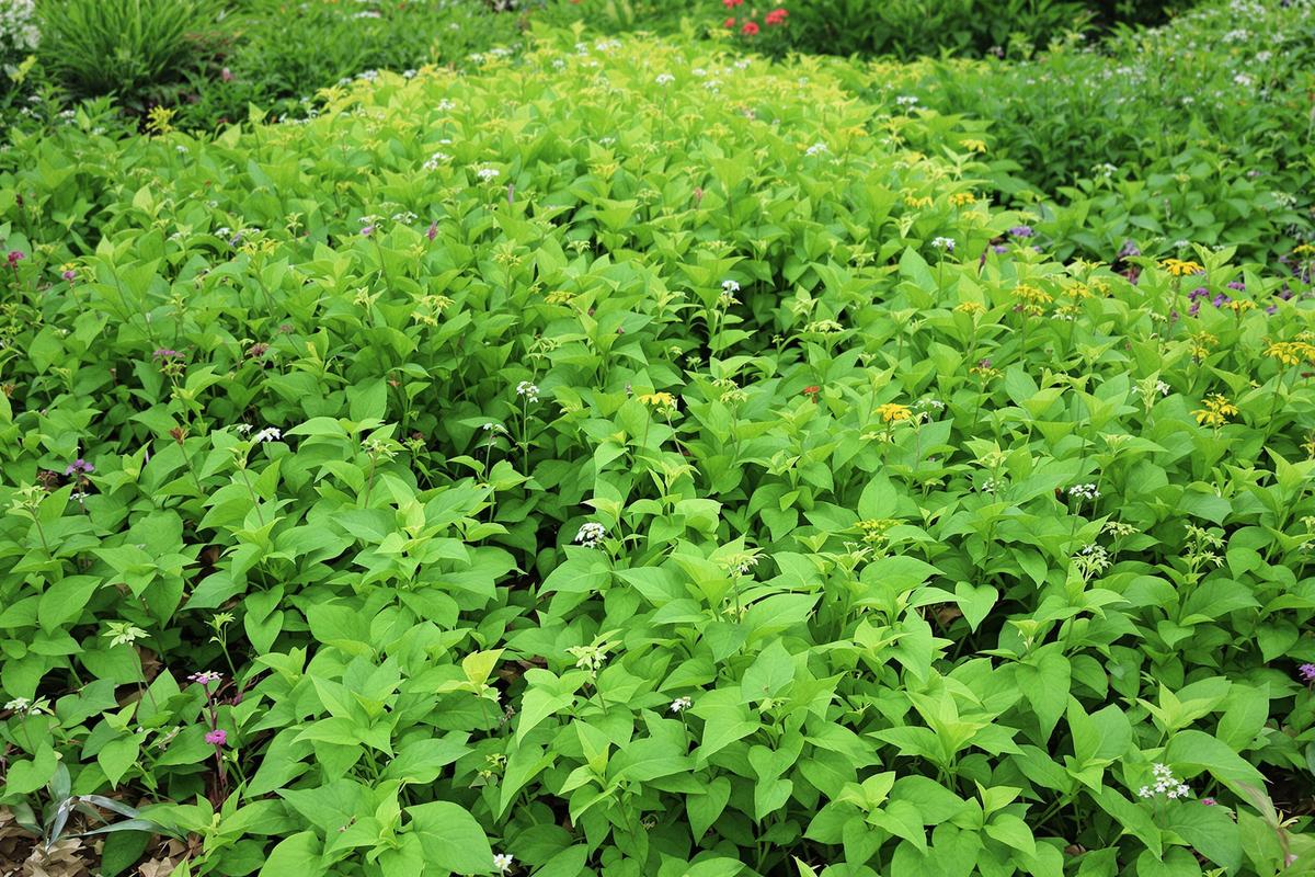 Couvre-sol rampant persistant croissance rapide