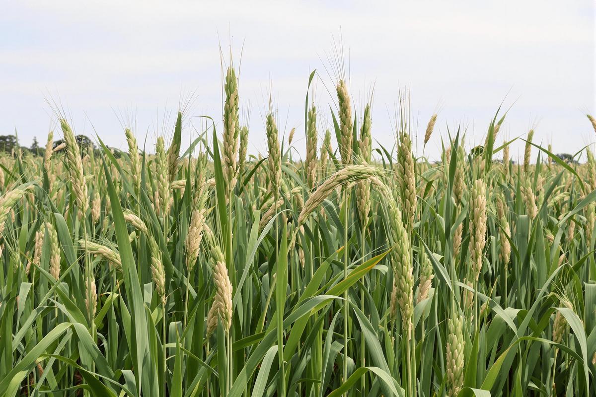 Plus efficace et plus écologique ? Le miscanthus, le nouveau rival des granulés de bois