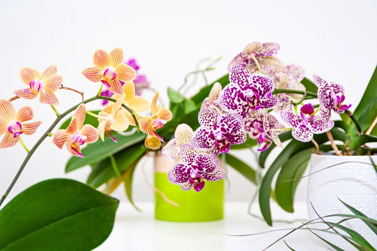 Votre orchidée ne fleurit pas ?