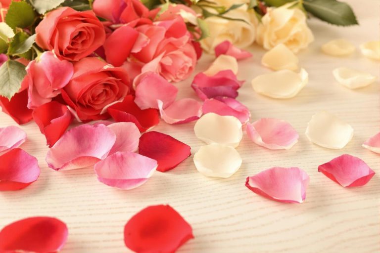 Comment faire sécher des pétales de roses naturellement?