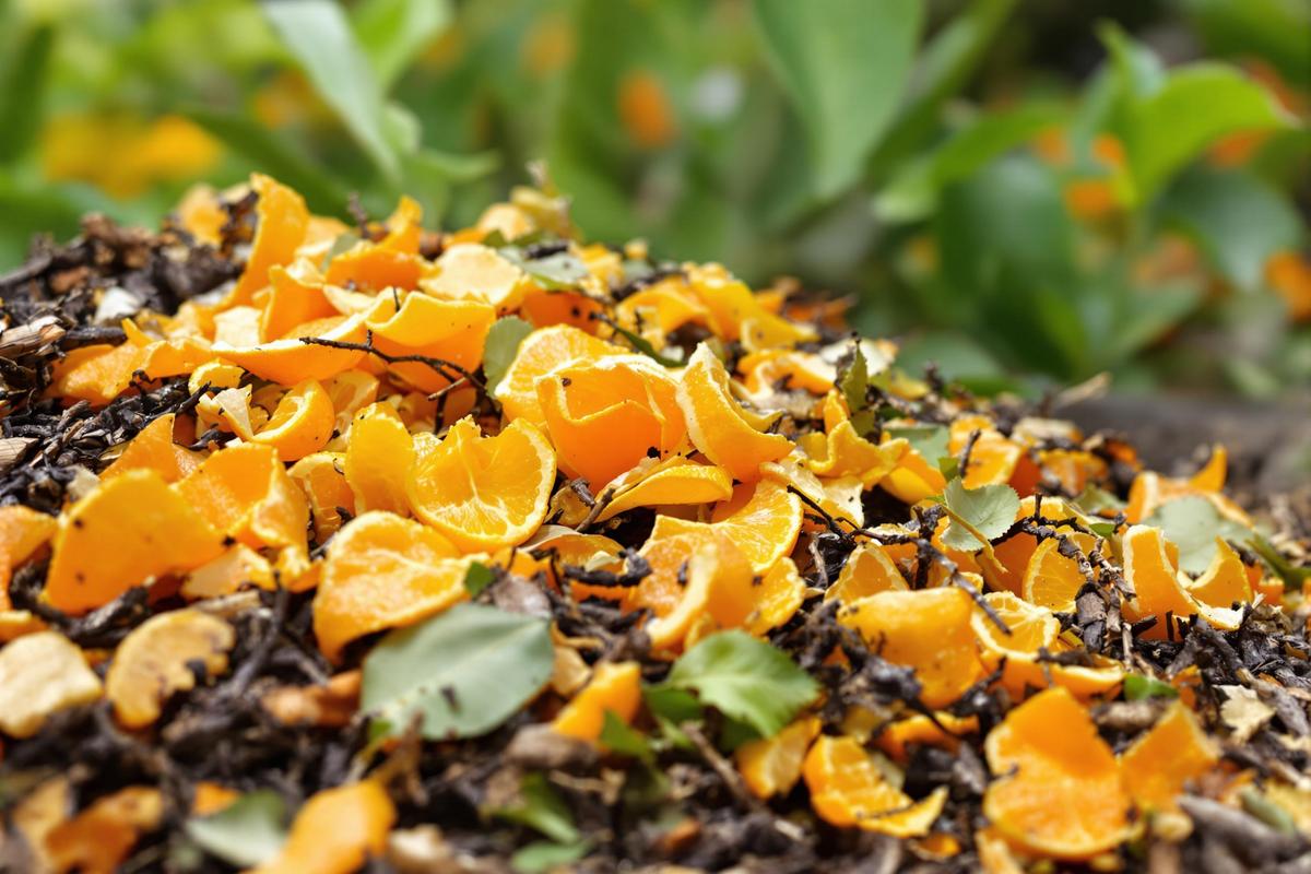 Peut on mettre les épluchures d'orange dans le compost ?