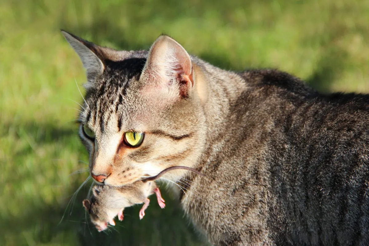 Avoir un chat nuit-il à la biodiversité ?