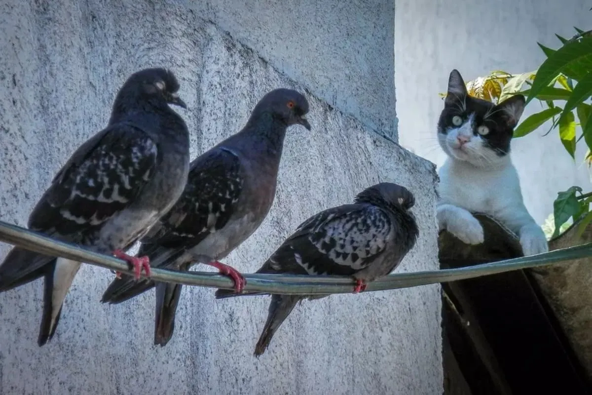 le chat et les oiseaux