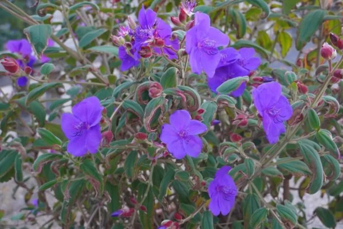 Tibouchina