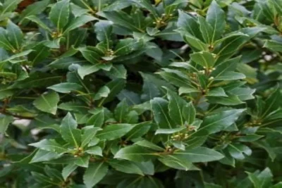 Laurus Nobilis Laurier