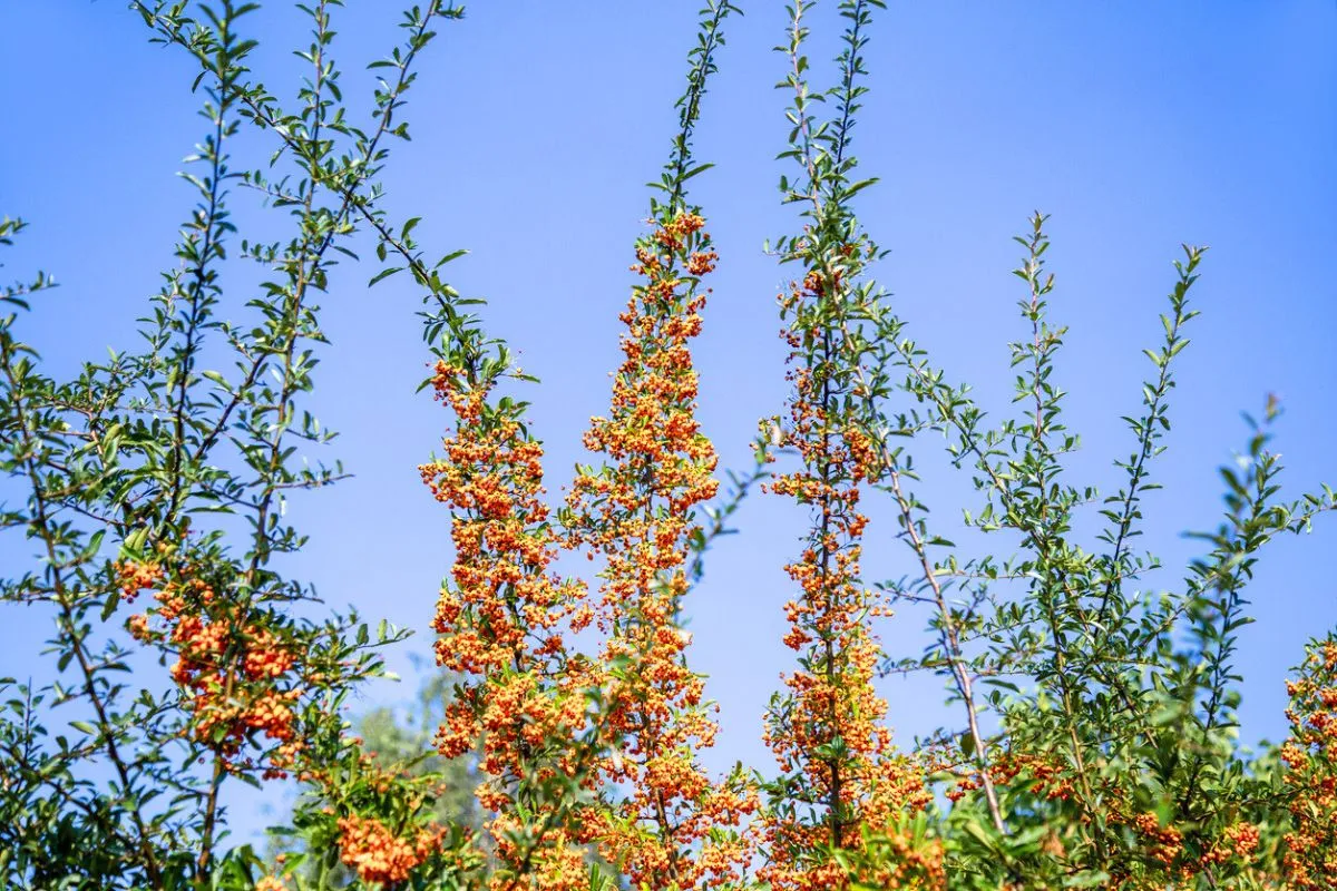 Cette plante courante ferait fuir un cambrioleur sur deux