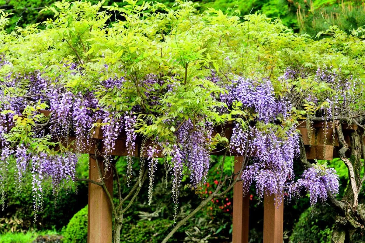 Cette plante grimpante purifie l’air