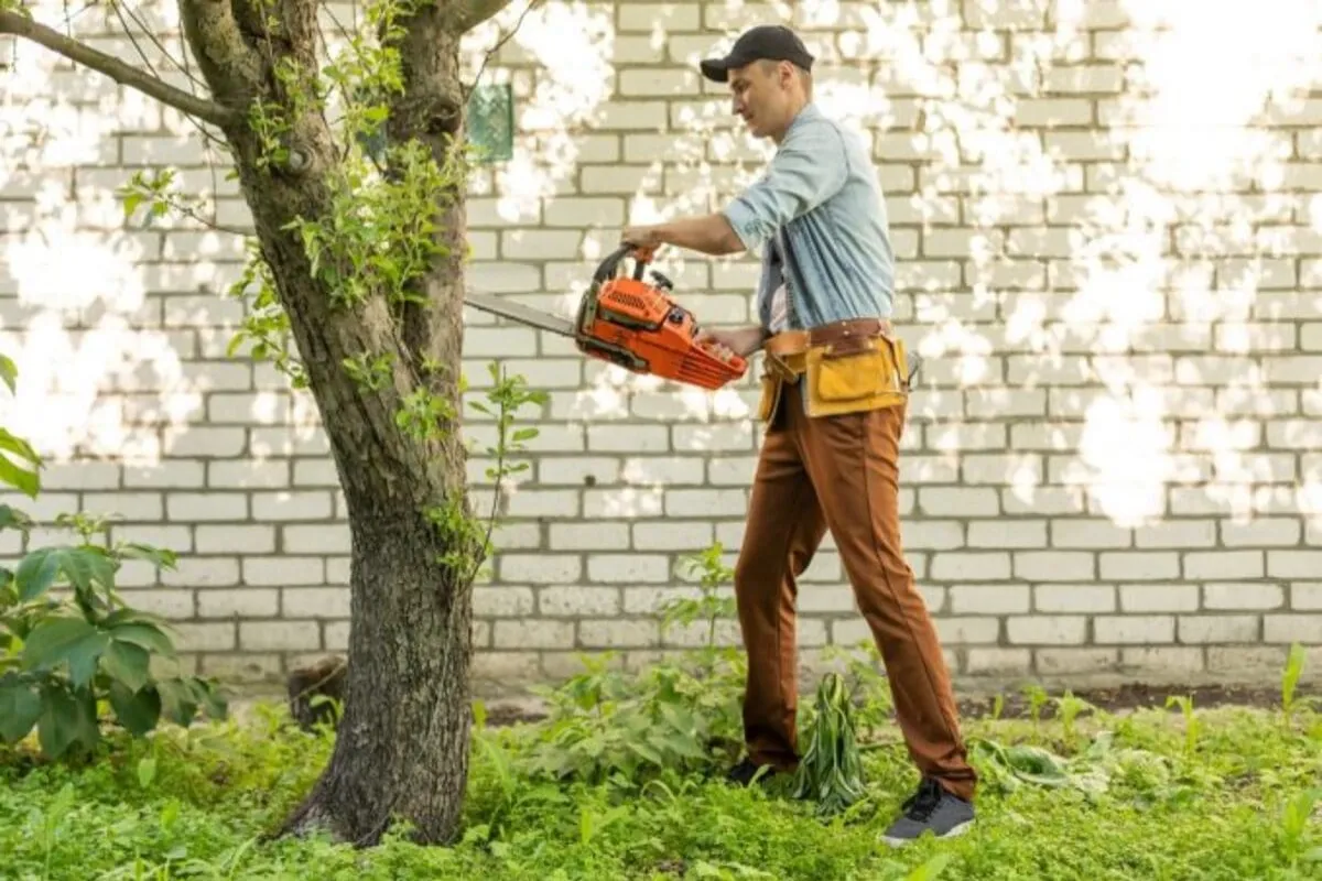 abattage d’un arbre