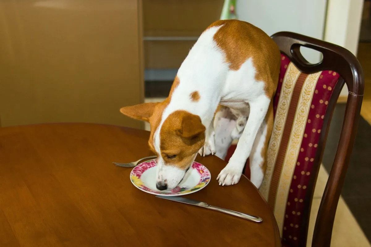 Laisser votre chien lécher la vaisselle
