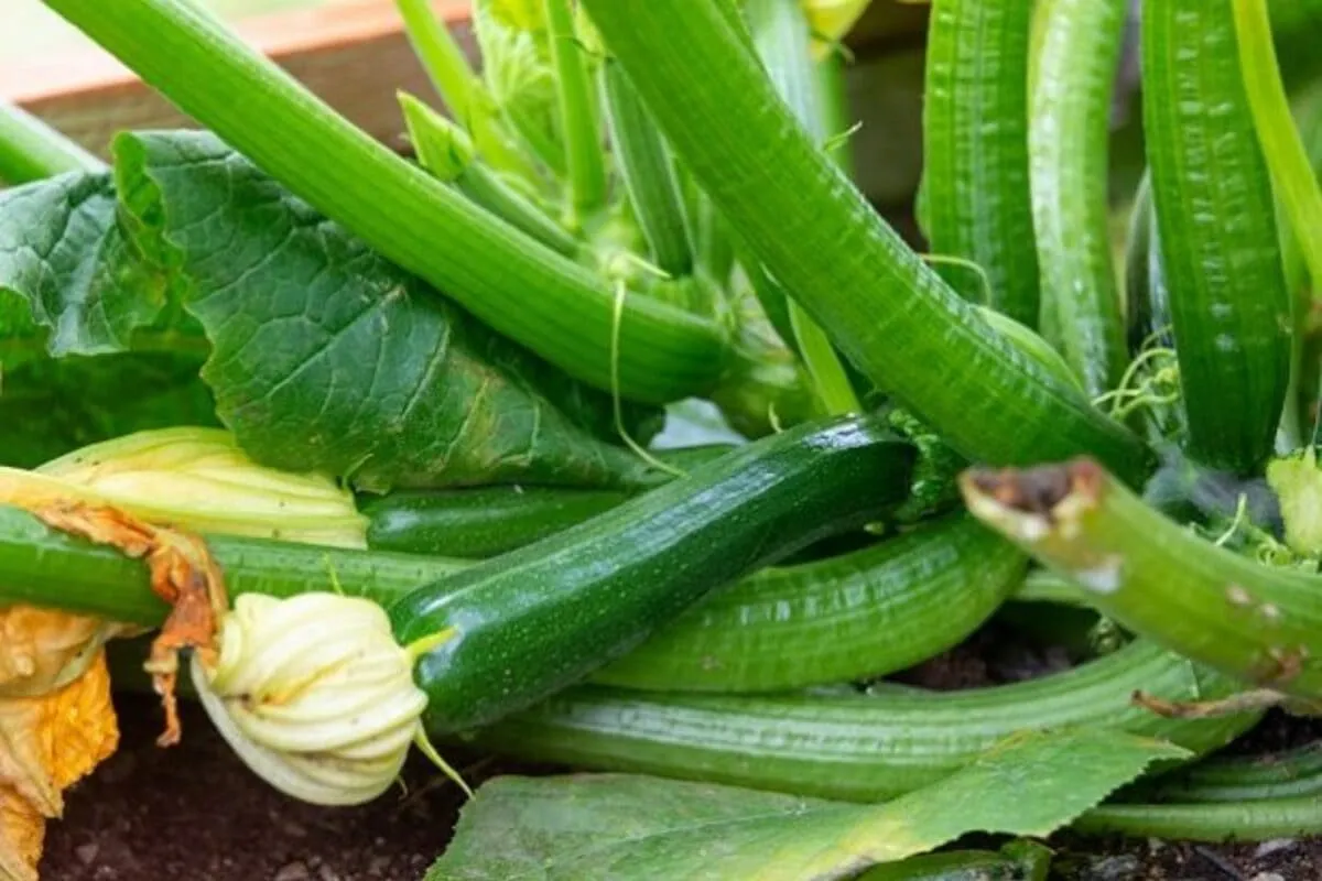 Les courgettes et courges