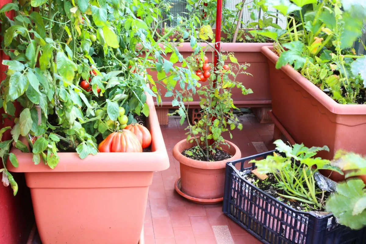 Potager en pot