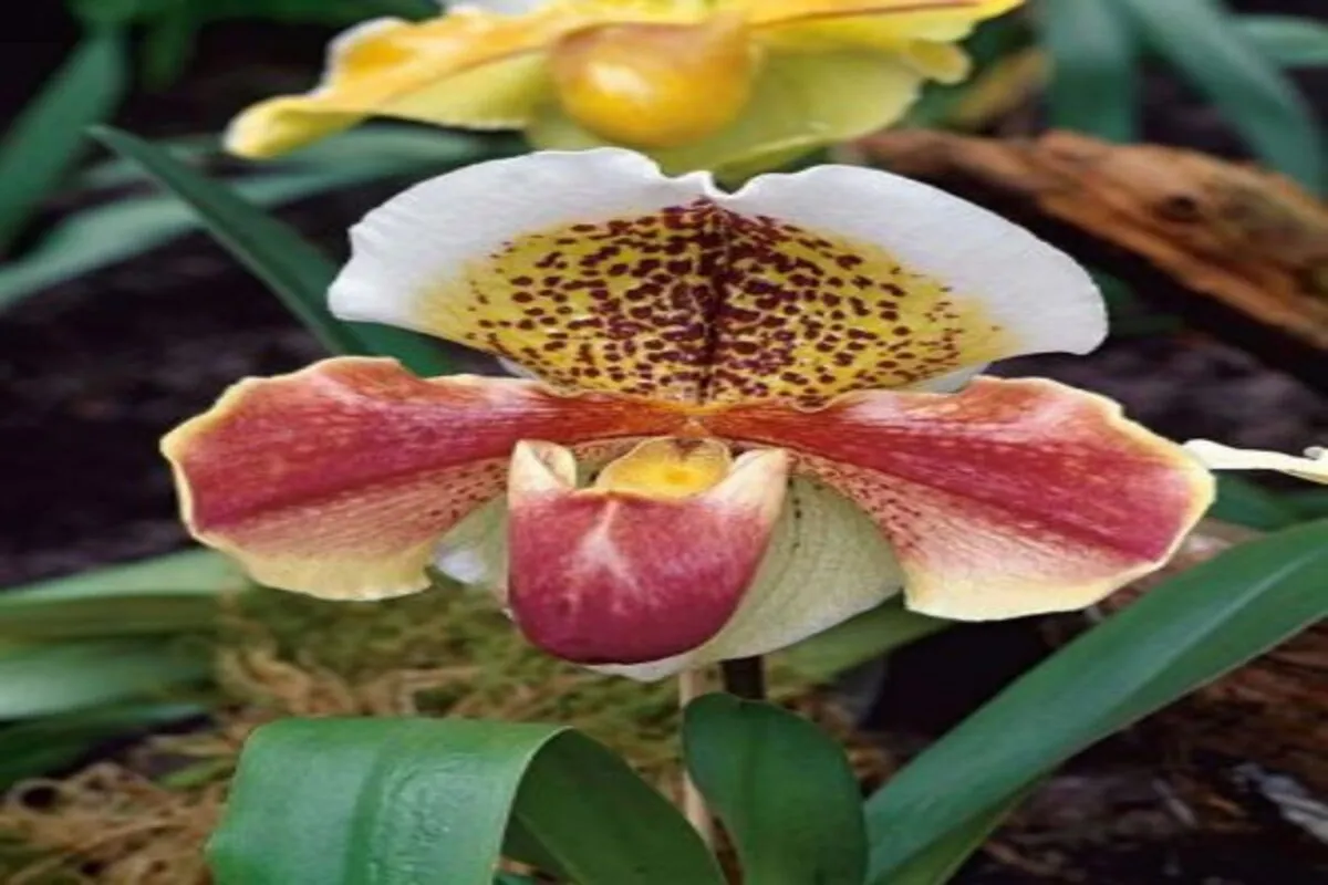 Paphiopedilum