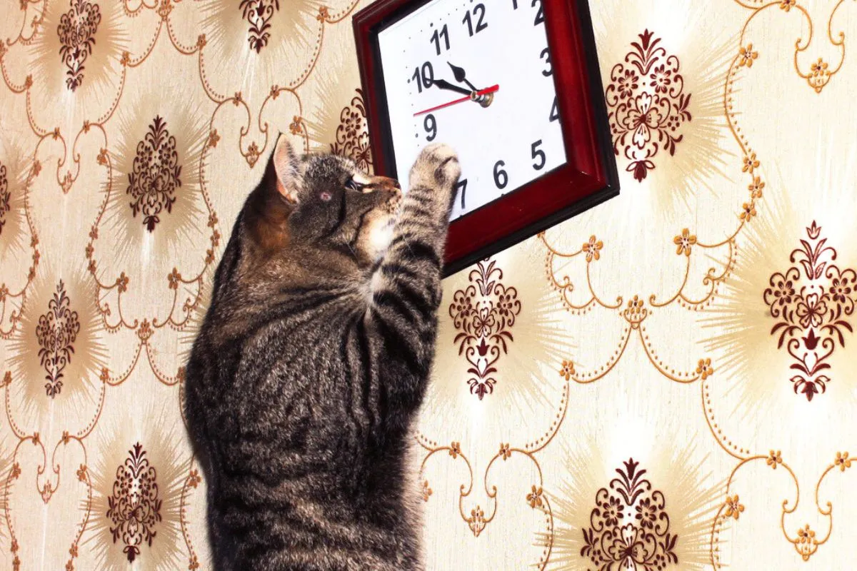Votre chat sait-il vraiment lire l’heure ?