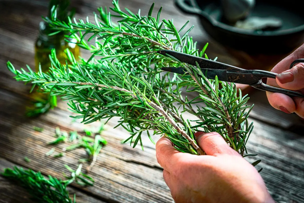 Vous devriez toujours mettre du romarin dans vos placards