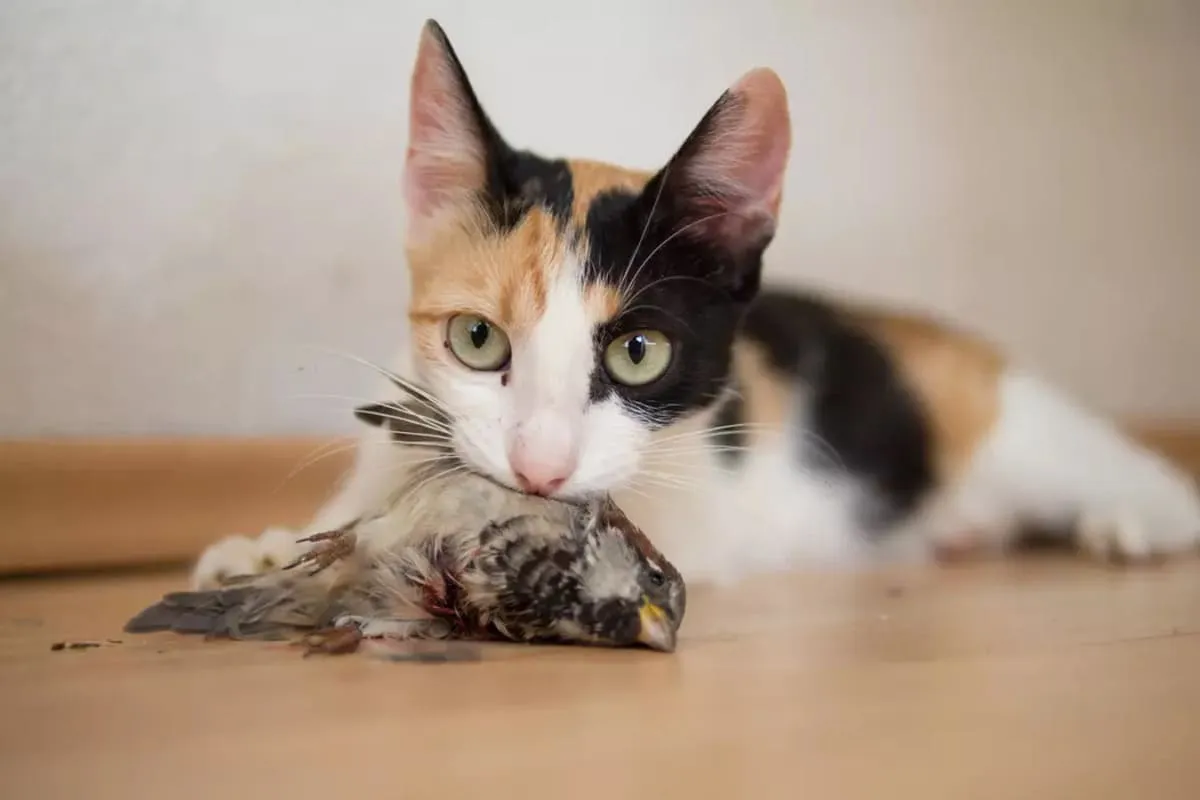 chat en train de mordre un oiseau