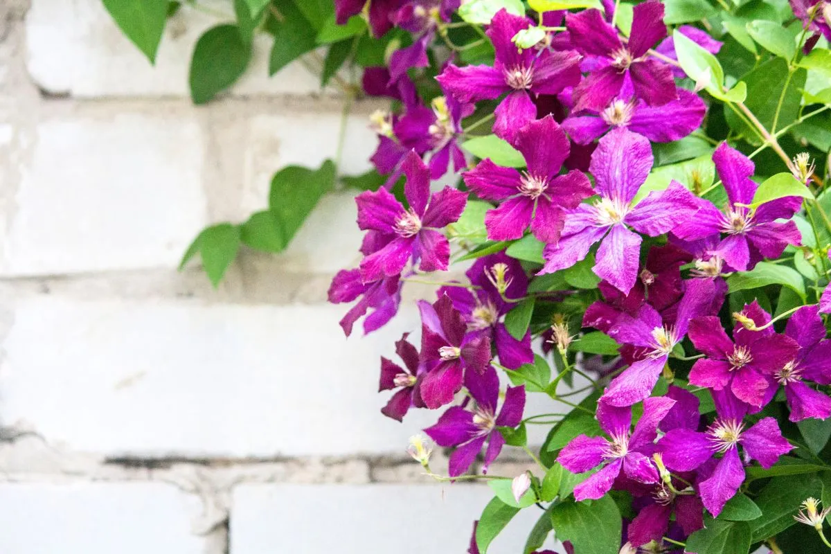 Ces plantes grimpantes