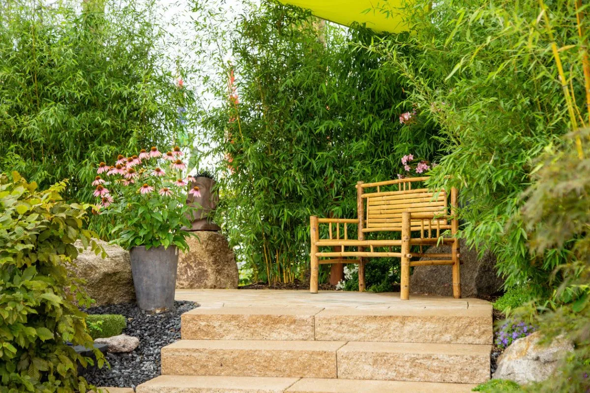 Planter du bambou chez soi