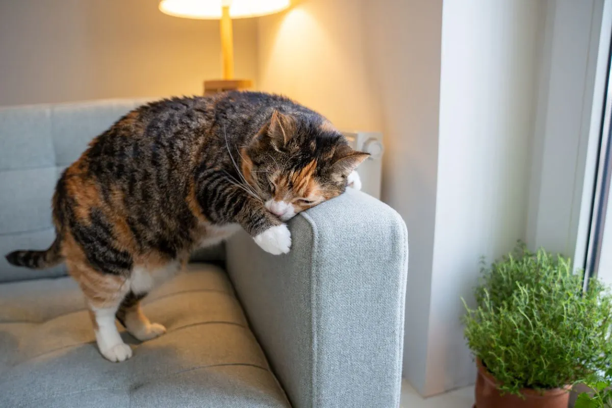 chat qui se frotte au siège