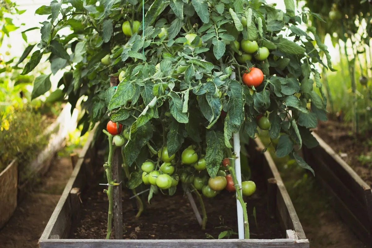 tomates