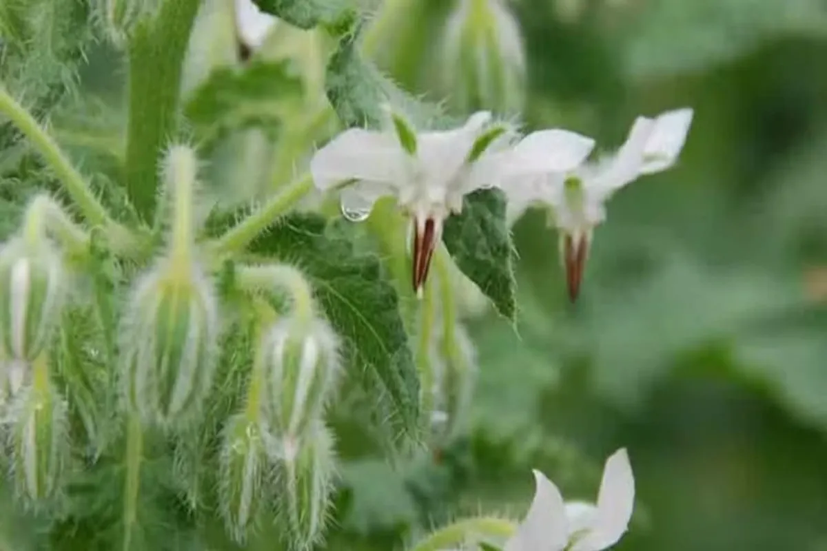 La bourrache blanche