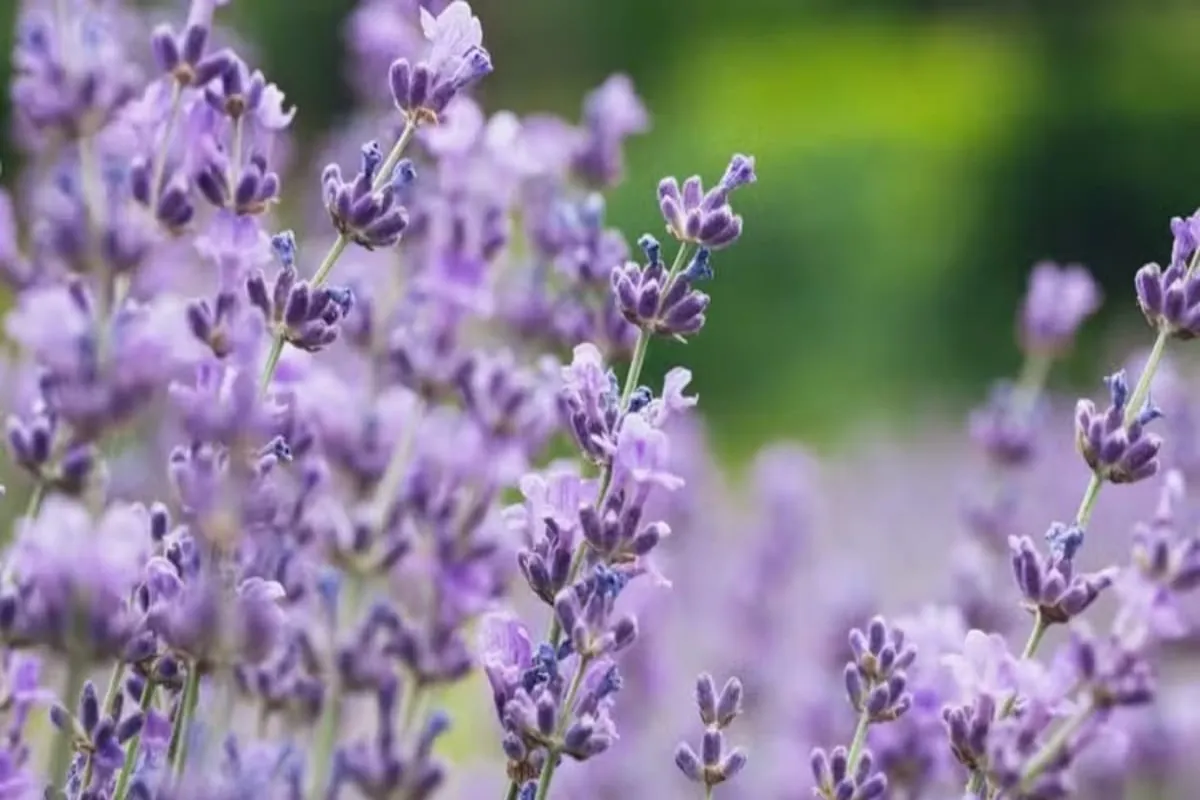 La lavande