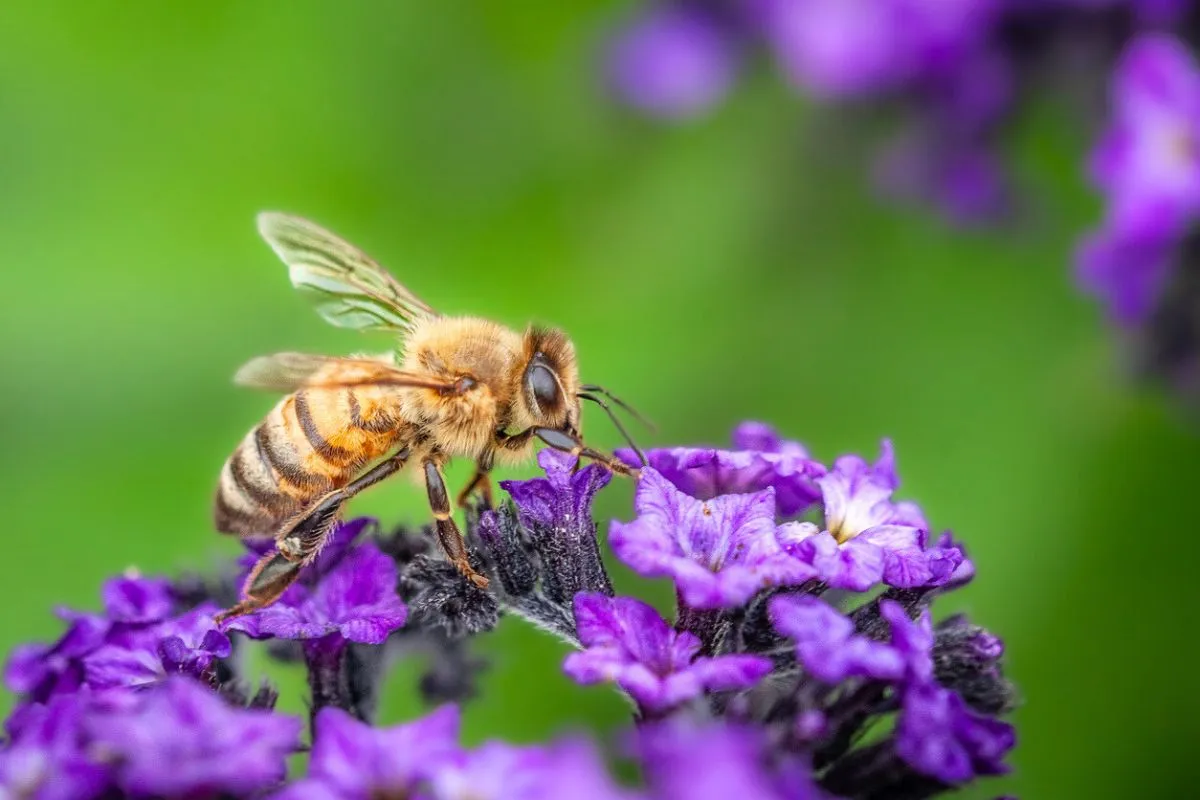 Quelles fleurs planter pour sauver les abeilles ?