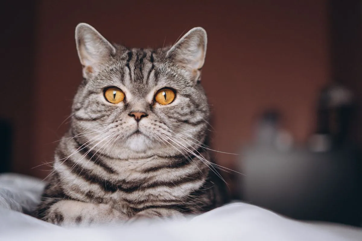 Les conseils pour prolonger la vie de votre chat