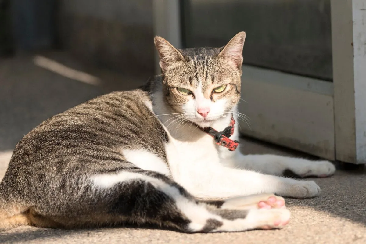 Votre chat est-il un psychopathe ?