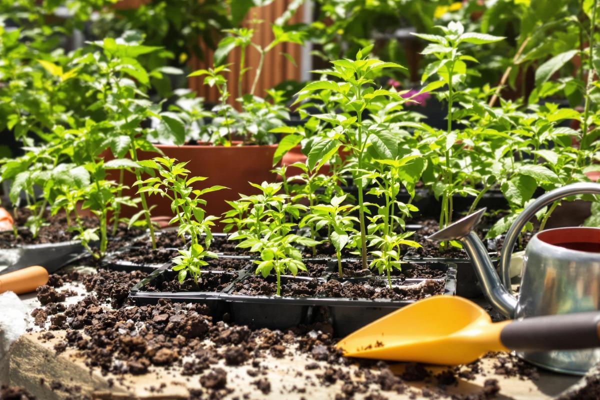 Comment faire germer des graines de tomates rapidement