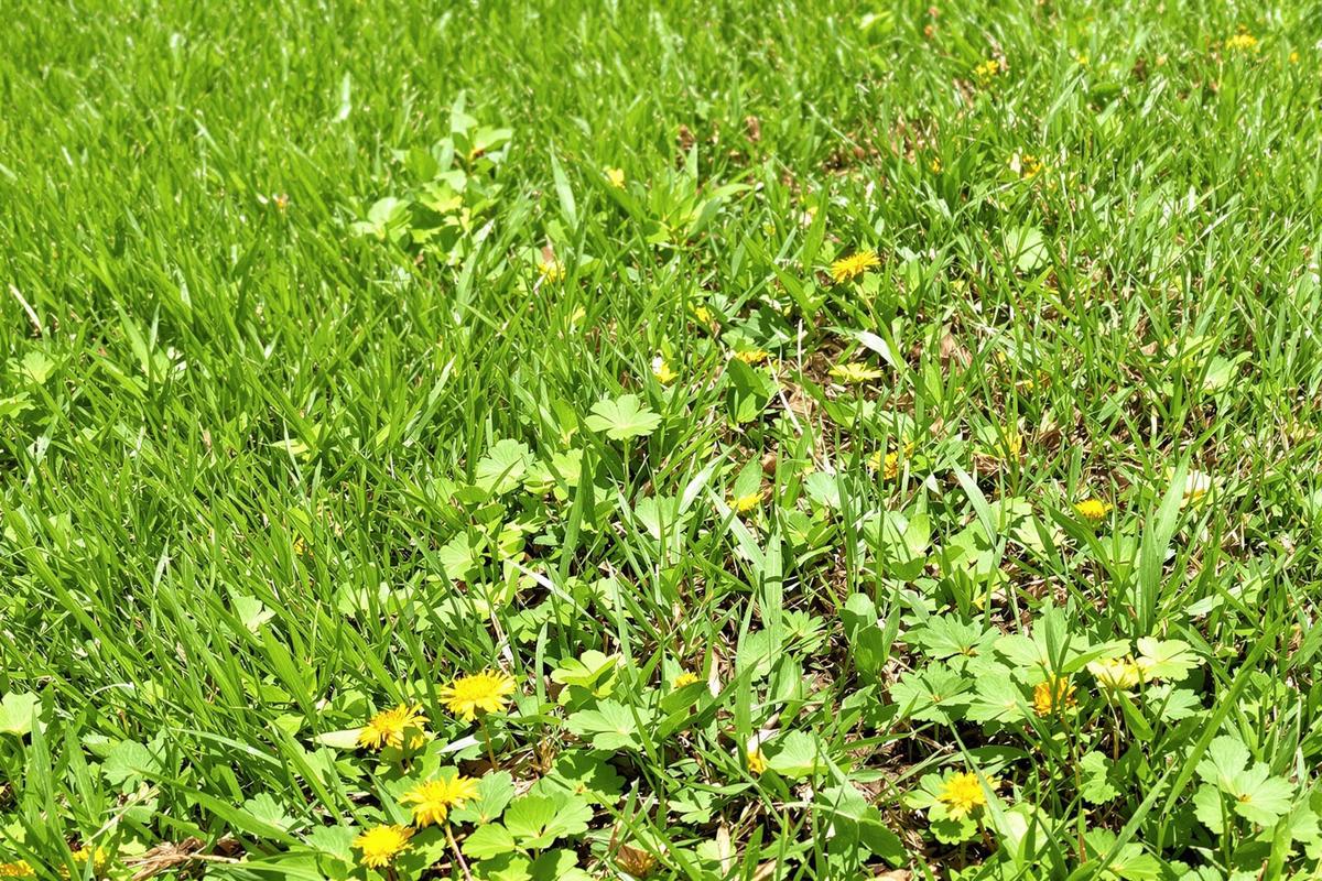 Comment traiter une pelouse pleine de mauvaises herbes