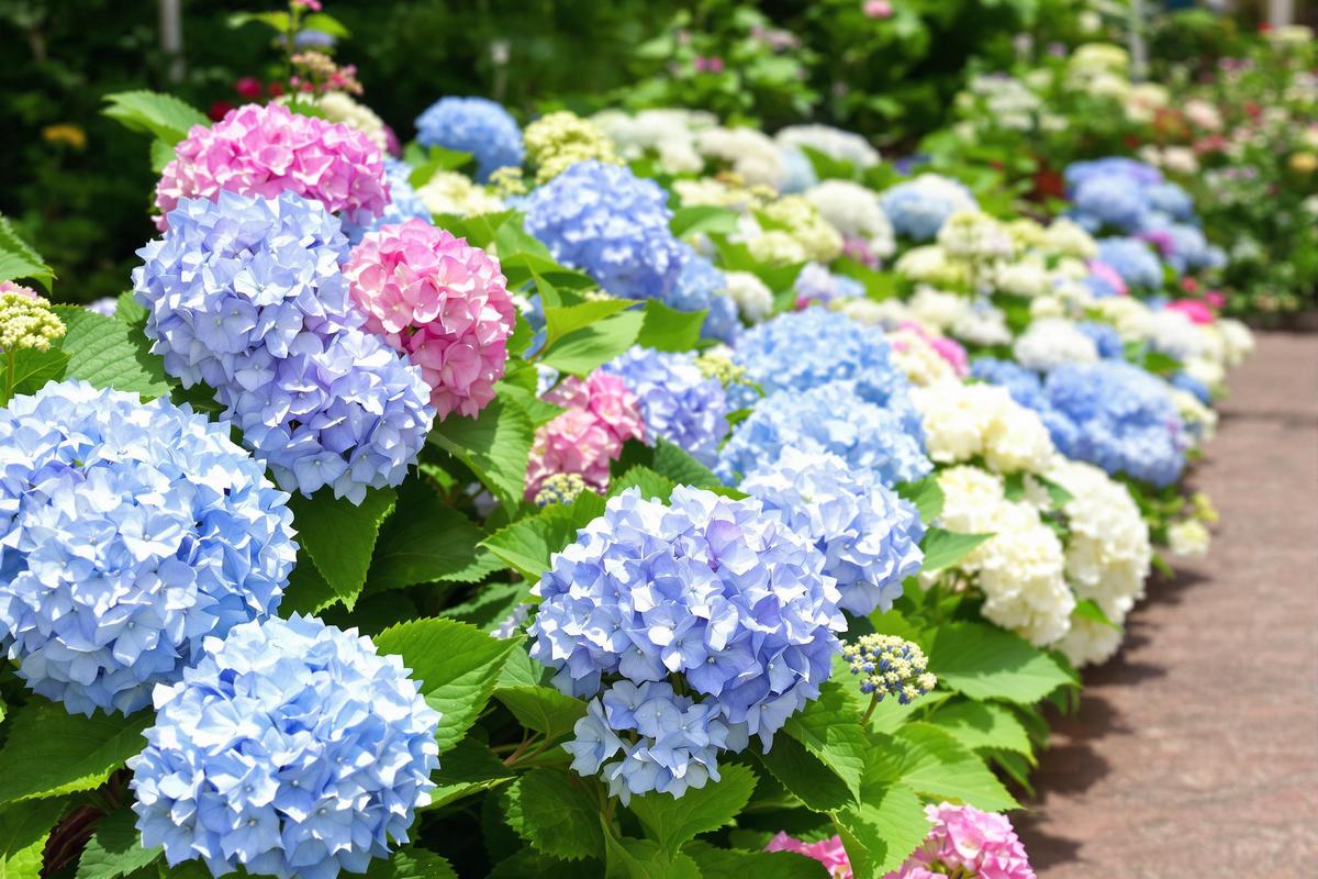 Faut-il couper les fleurs fanées des hortensias en été ?